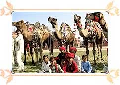 Bikaner Camel Festival