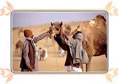 Pushkar Camel Fair